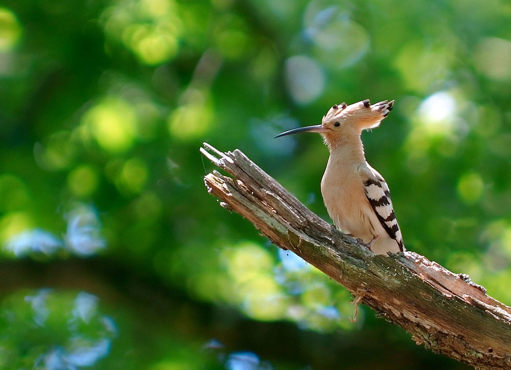 1280px-Upupa_epops_2_Luc_Viatour.jpg
