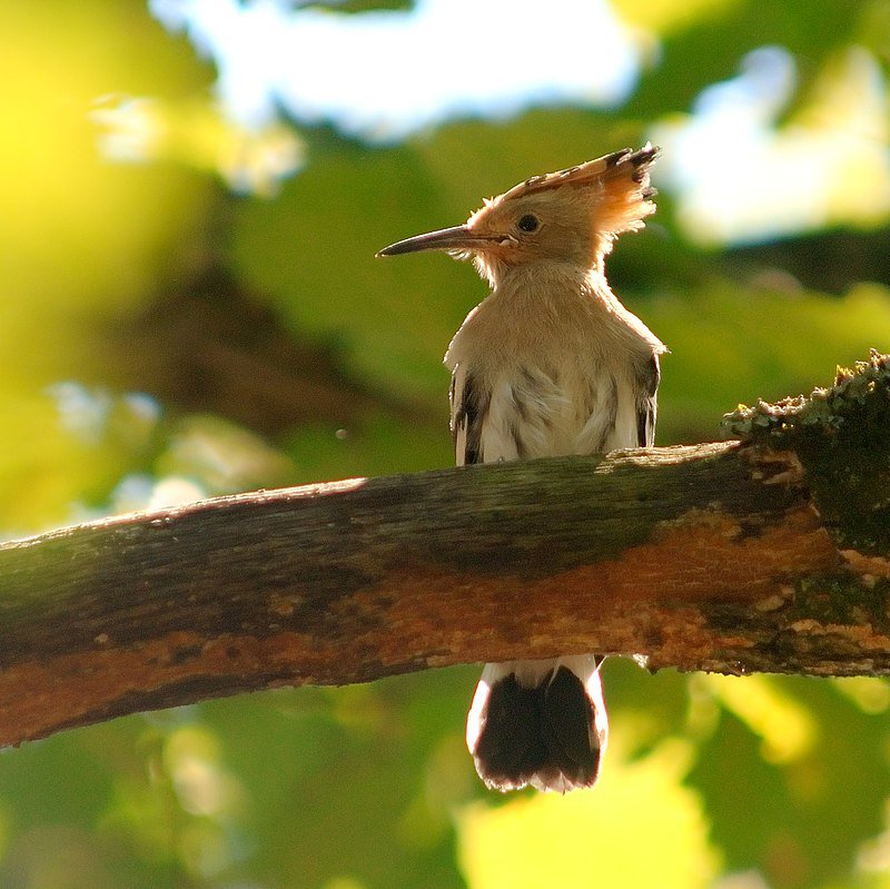 800px-Upupa_epops_4_Luc_Viatour.jpg